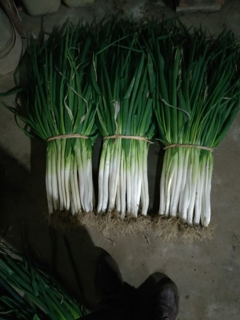 长白分葱白菜