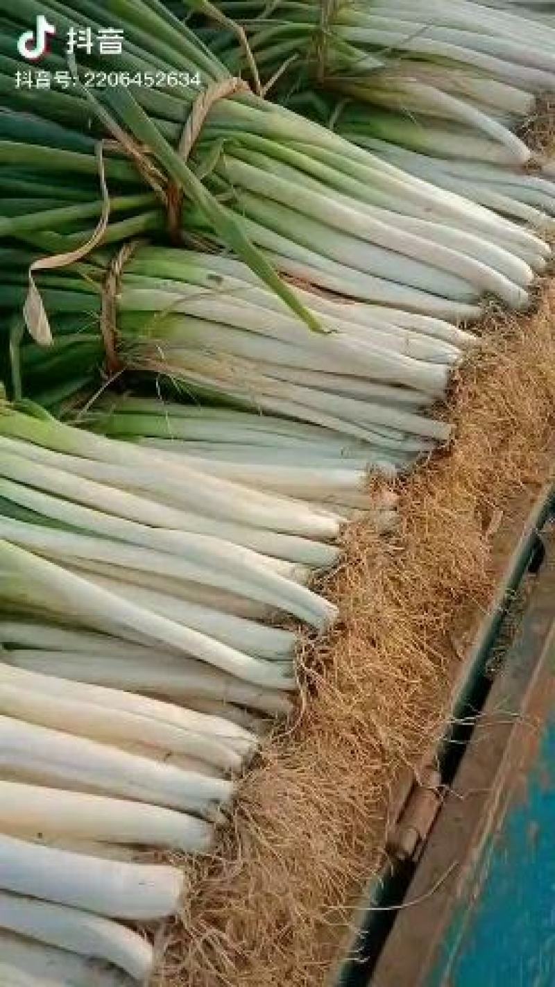 长白分葱白菜