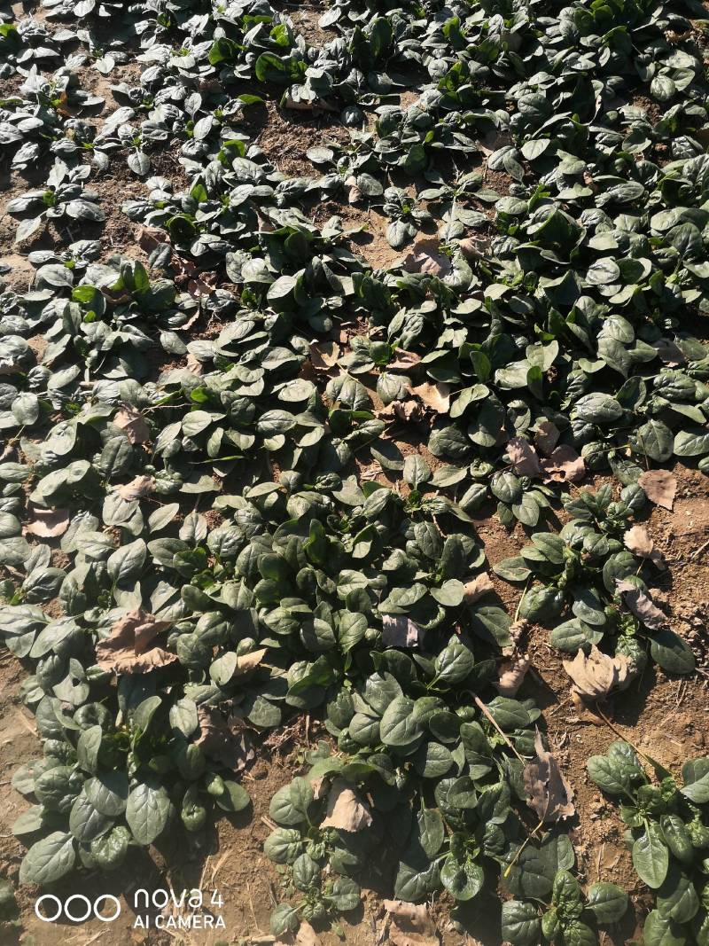 太康爬地菠菜种植合作社