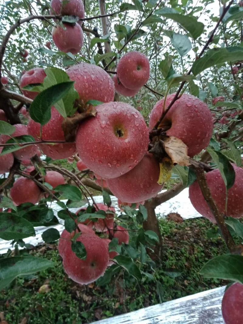 【红富士】丑苹果，苹果，个大味美，甜而多汁，果面靓丽。脆