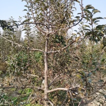鸡心果树苗，塞外红树苗，塞外红苹果树苗塞外红苹果苗