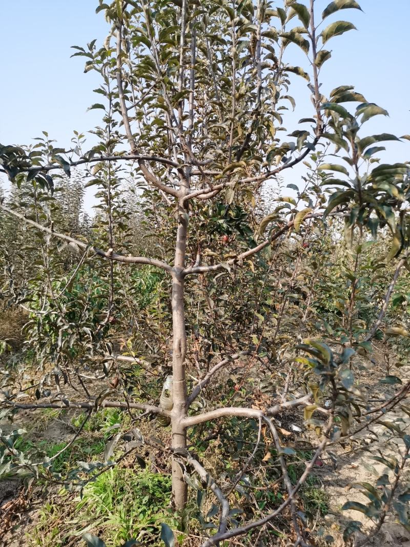 鸡心果树苗，塞外红树苗，塞外红苹果树苗塞外红苹果苗