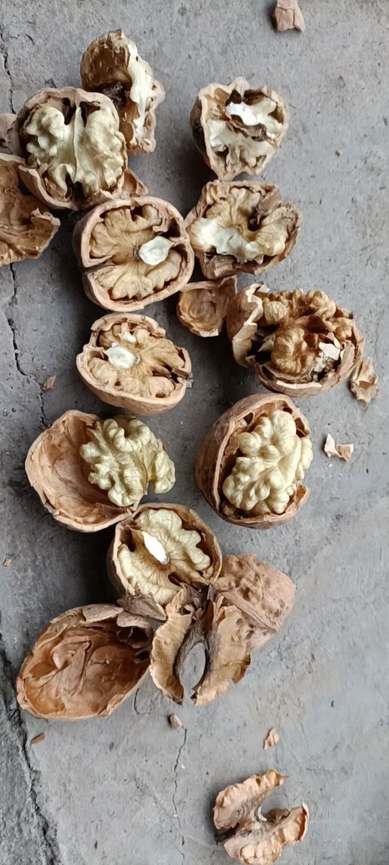 吕梁老品种，笨核桃