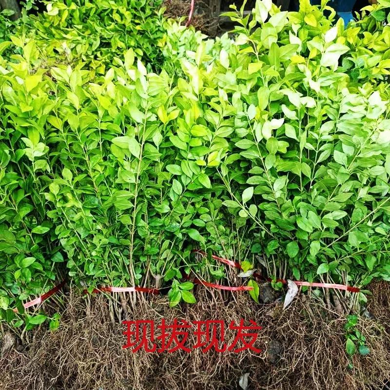金叶女贞金叶女贞树苗女贞苗杯苗女贞小叶女贞苗女贞球