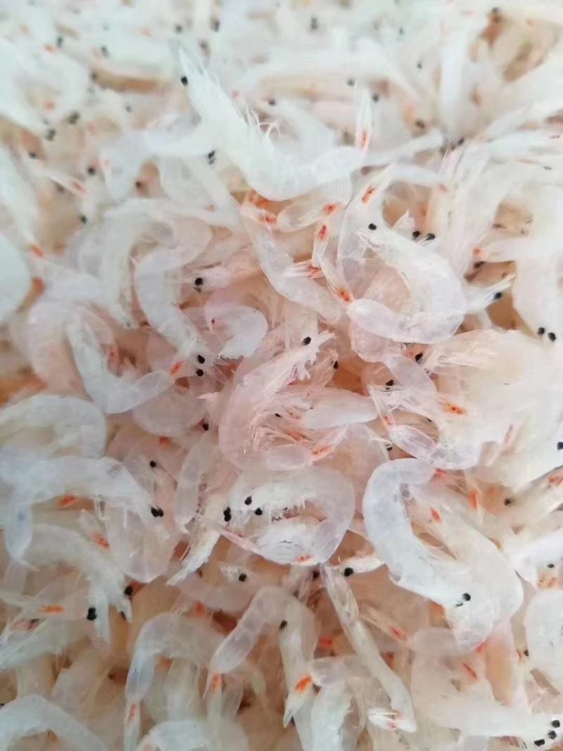 虾皮，淡干虾皮，高蛋白，营养丰富，值得购买，产地霞浦