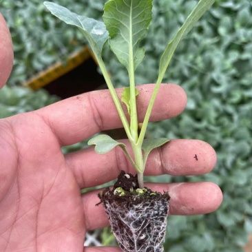 甘蓝苗：（包菜苗）茶氏育苗基地常年供应甘蓝苗，欢迎全国各