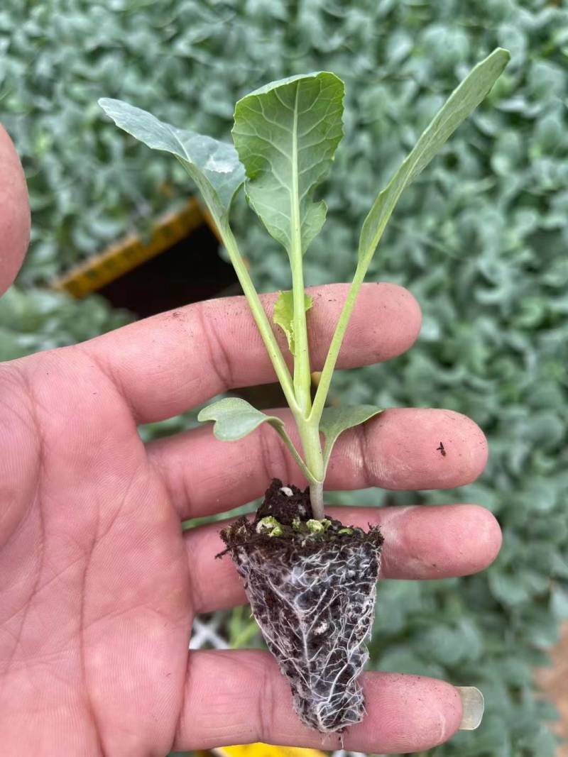 甘蓝苗：（包菜苗）茶氏育苗基地常年供应甘蓝苗，欢迎全国各