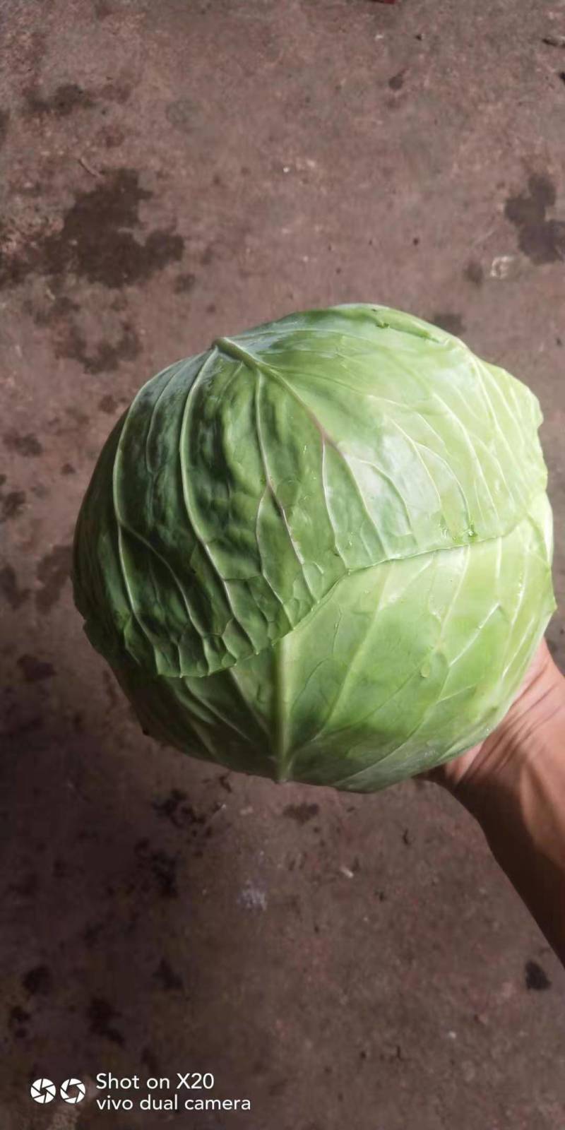 甘蓝苗：（包菜苗）茶氏育苗基地常年供应甘蓝苗，欢迎全国各