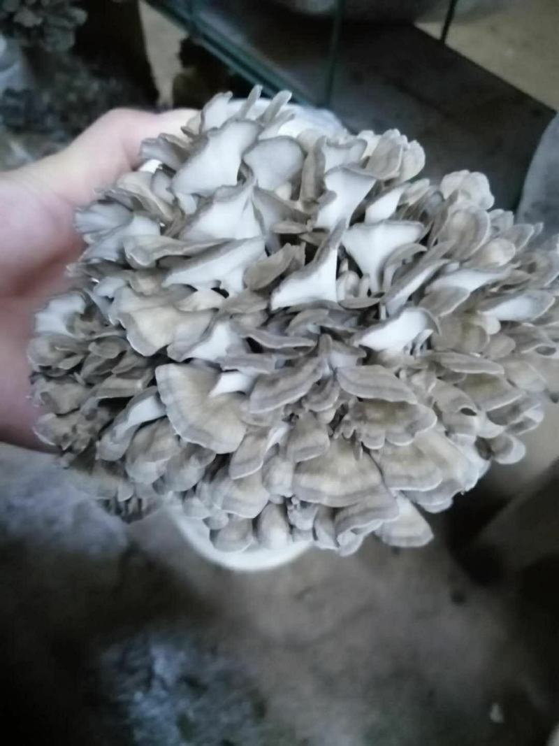 菌汤包煲锅火锅炖汤食材