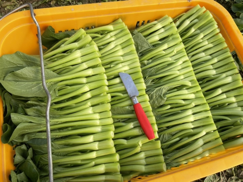 精品菜芯甜菜心广东菜芯基地直销现收现发新鲜出货量大从优