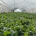精品菜芯甜菜心广东菜芯基地直销现收现发新鲜出货量大从优