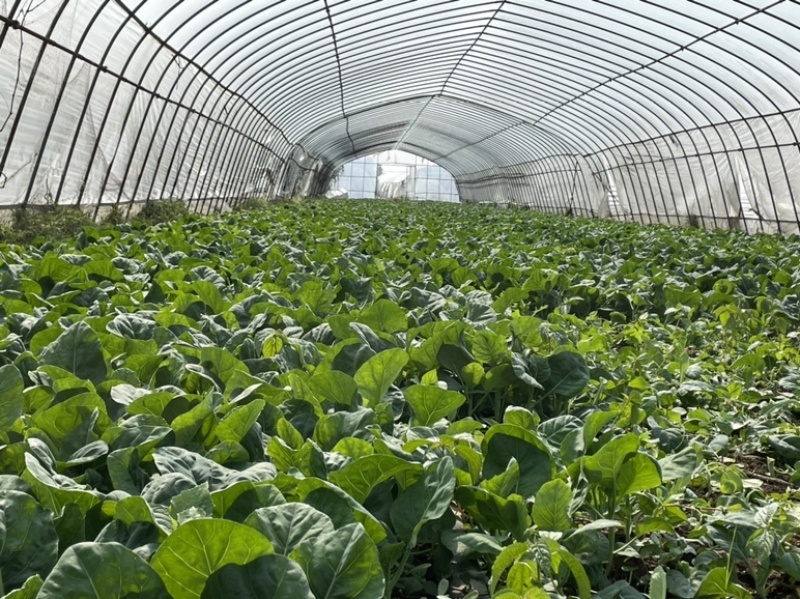 精品菜芯甜菜心广东菜芯基地直销现收现发新鲜出货量大从优