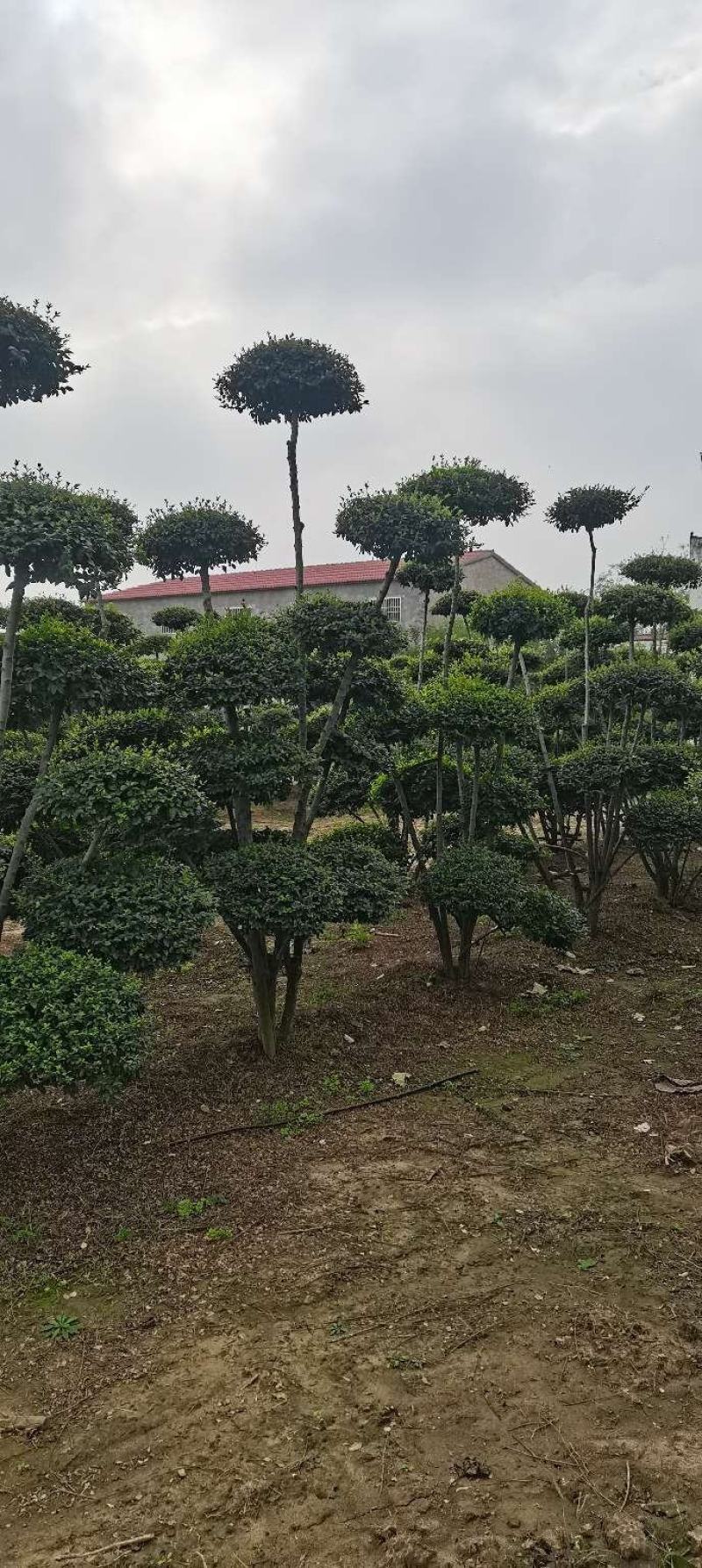 小叶女贞造型树大量有货，基地直供