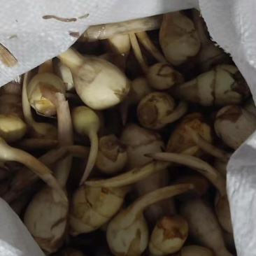 小慈菇，现货，一手货源，货源充足，全国发货，