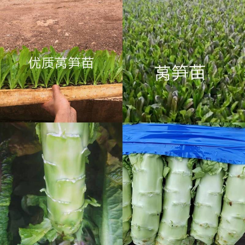 云南优选红尖叶莴笋苗，欢迎全国各地询问与采购，量大从优