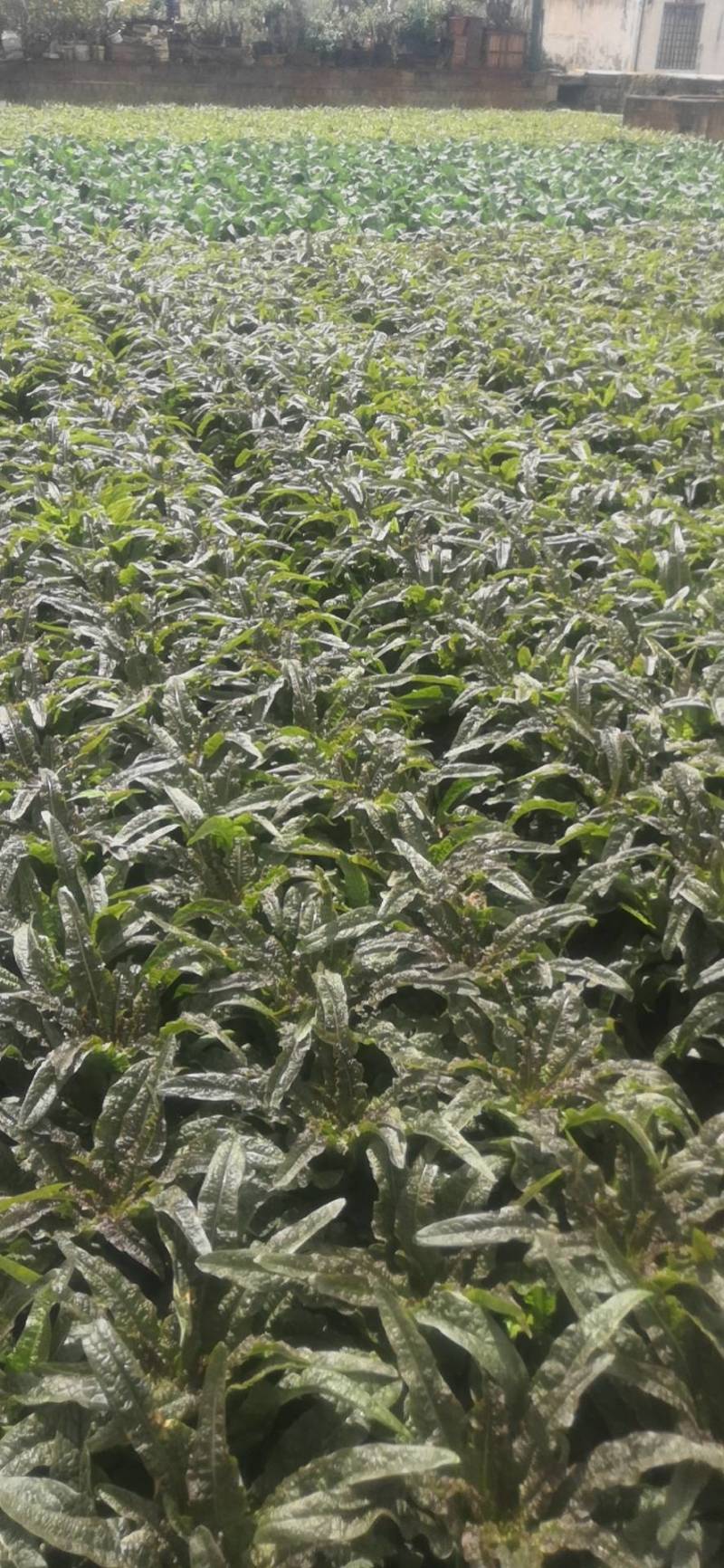 云南优选红尖叶莴笋苗，欢迎全国各地询问与采购，量大从优