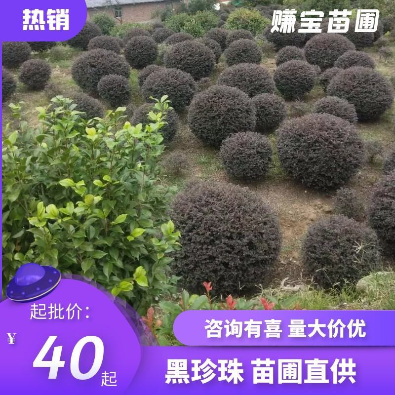 重庆精品红继木球基地海量货源.规格齐全.价格美丽