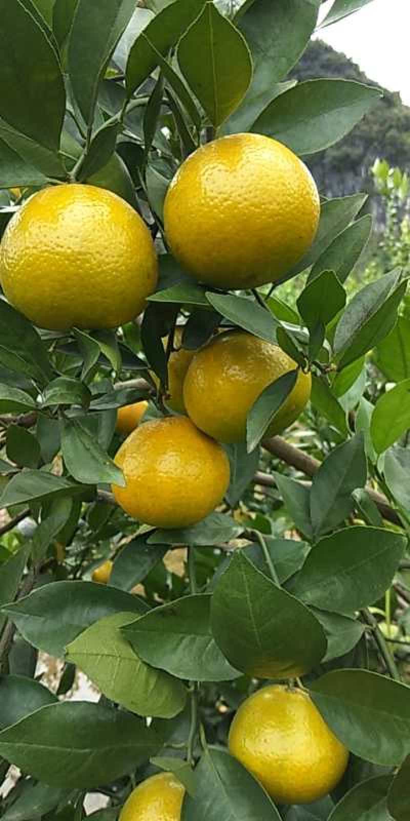 皇帝柑电商果欢迎个大电商前来采购