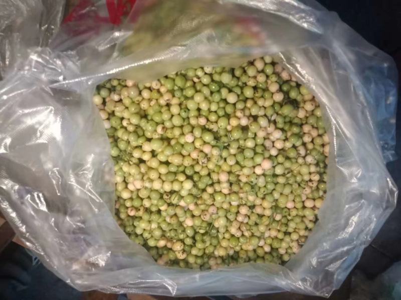 基地热销中药材，地苦胆(金果榄丿籽育苗支持实地考察