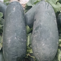 黑皮冬瓜
