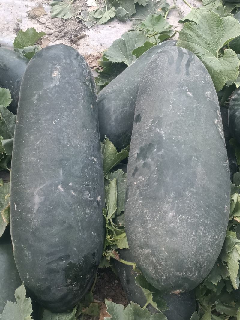 黑皮冬瓜