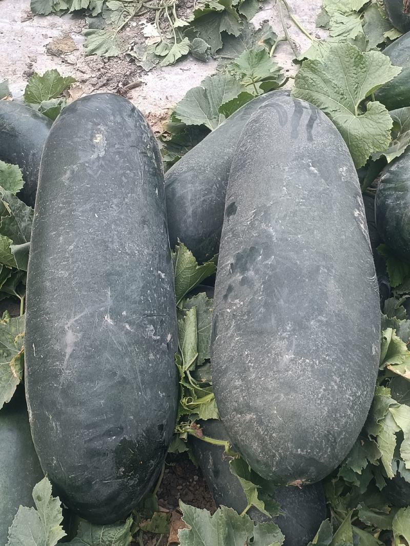 黑皮冬瓜