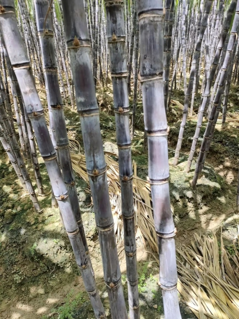 广西黑皮甘蔗产地一手货源品质保证对接电商超市市场等