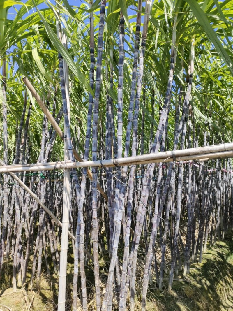 广西黑皮甘蔗脆甜多汁大量上市品质保证量大从优