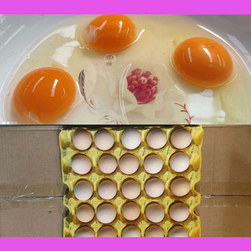 土鸡蛋草鸡蛋虫草蛋粉蛋炒出金黄，草鸡蛋，虫草蛋