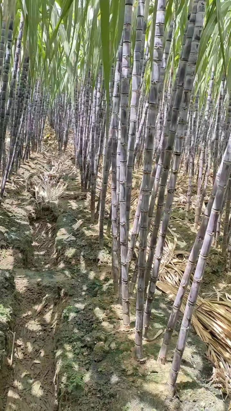 广西甘蔗产地代购诚信经营支持视频看货免费提供找车