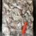 印尼章鱼50/100，化鲜必备单品重量足称