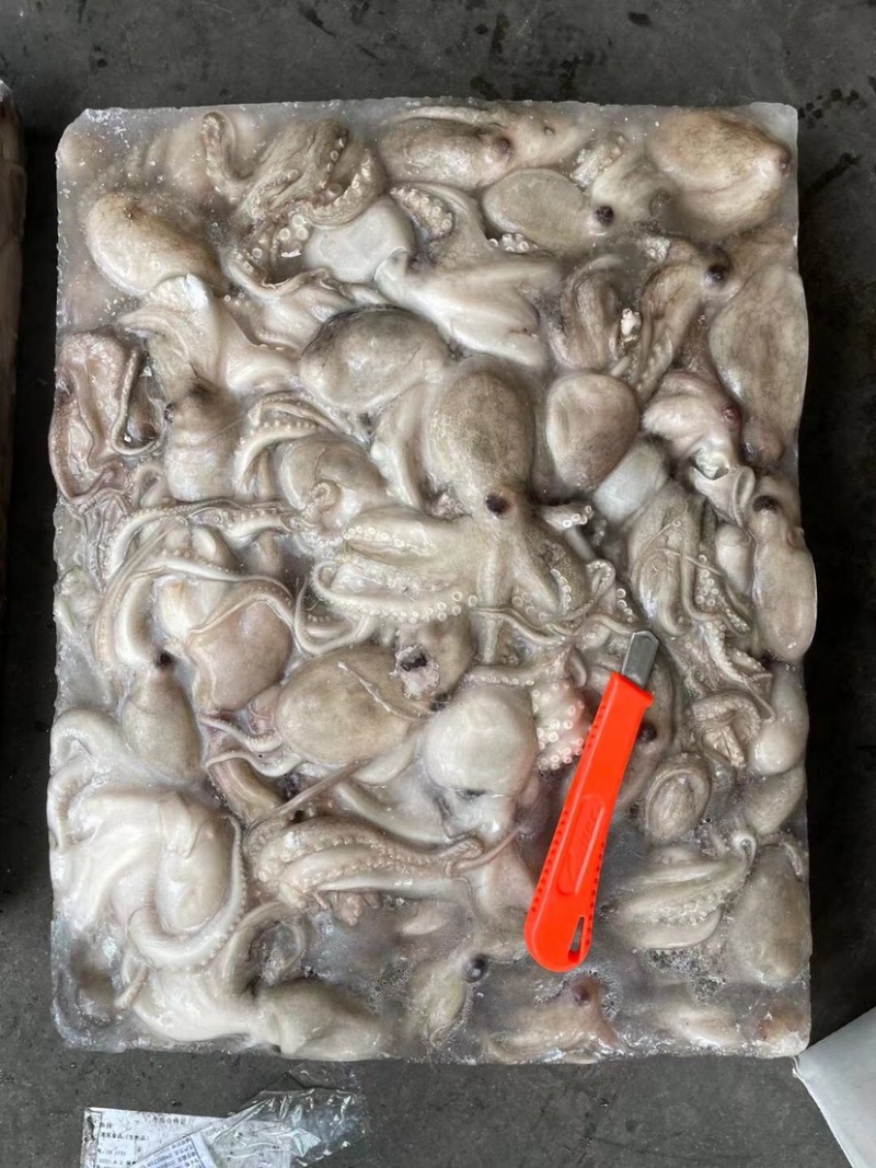 印尼章鱼50/100，化鲜必备单品重量足称