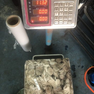印尼章鱼50/100，化鲜必备单品重量足称