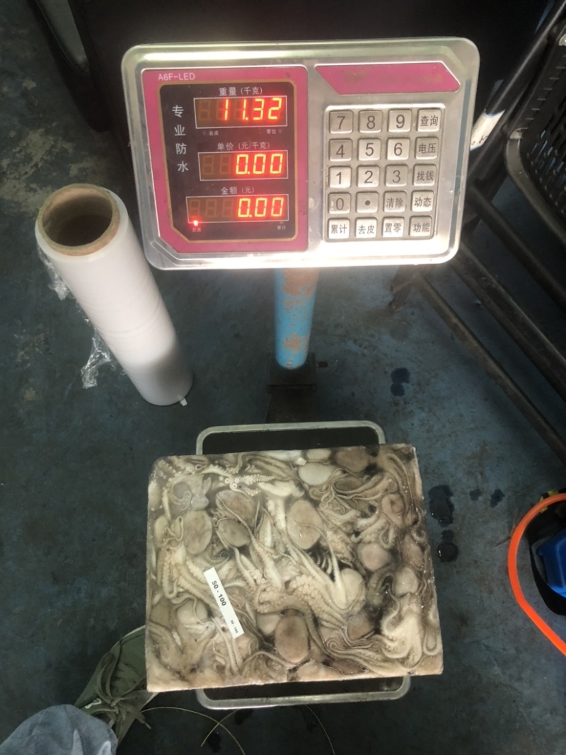印尼章鱼50/100，化鲜必备单品重量足称