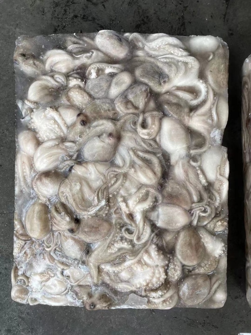 印尼章鱼50/100，化鲜必备单品重量足称