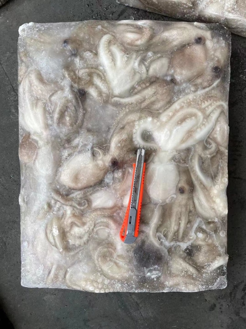 印尼章鱼50/100，化鲜必备单品重量足称