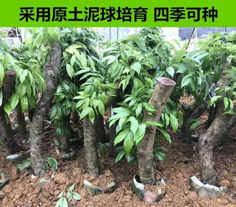 荔枝苗（千里单骑，二两纹银，博贵妃一笑。）