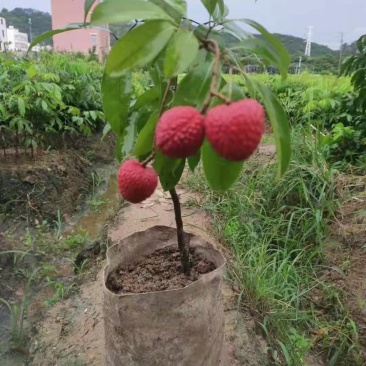 荔枝苗（千里单骑，二两纹银，博贵妃一笑。）