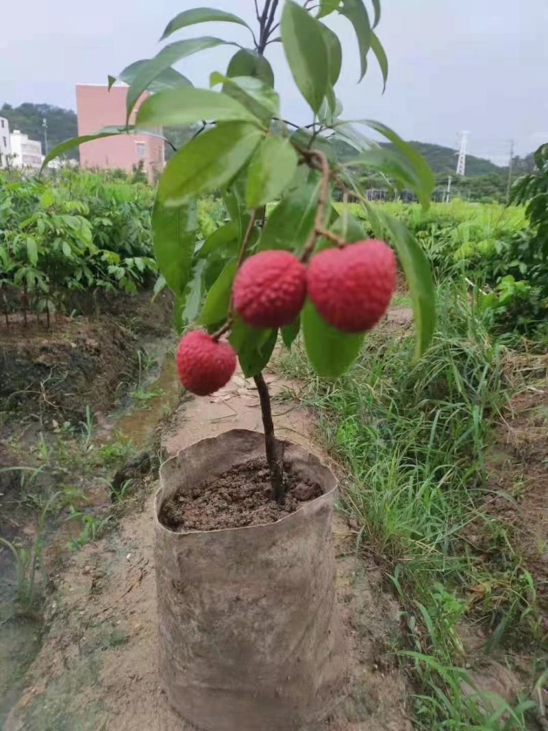 荔枝苗（千里单骑，二两纹银，博贵妃一笑。）
