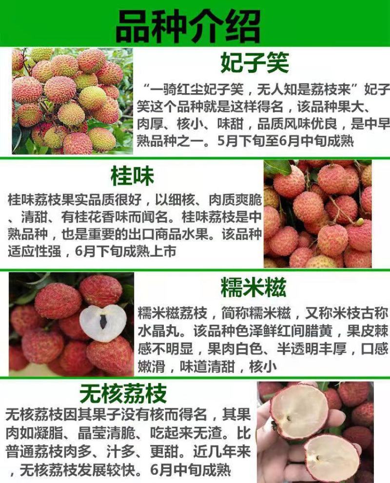 荔枝苗（千里单骑，二两纹银，博贵妃一笑。）