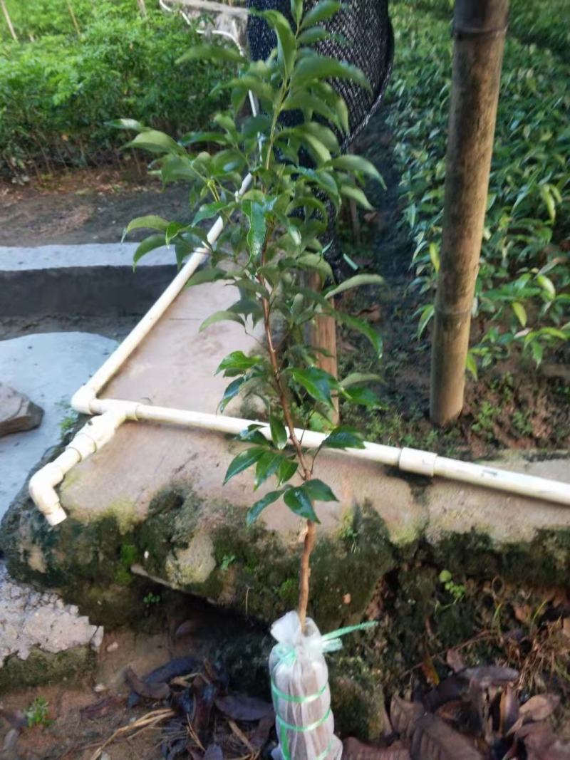 荔枝苗（千里单骑，二两纹银，博贵妃一笑。）