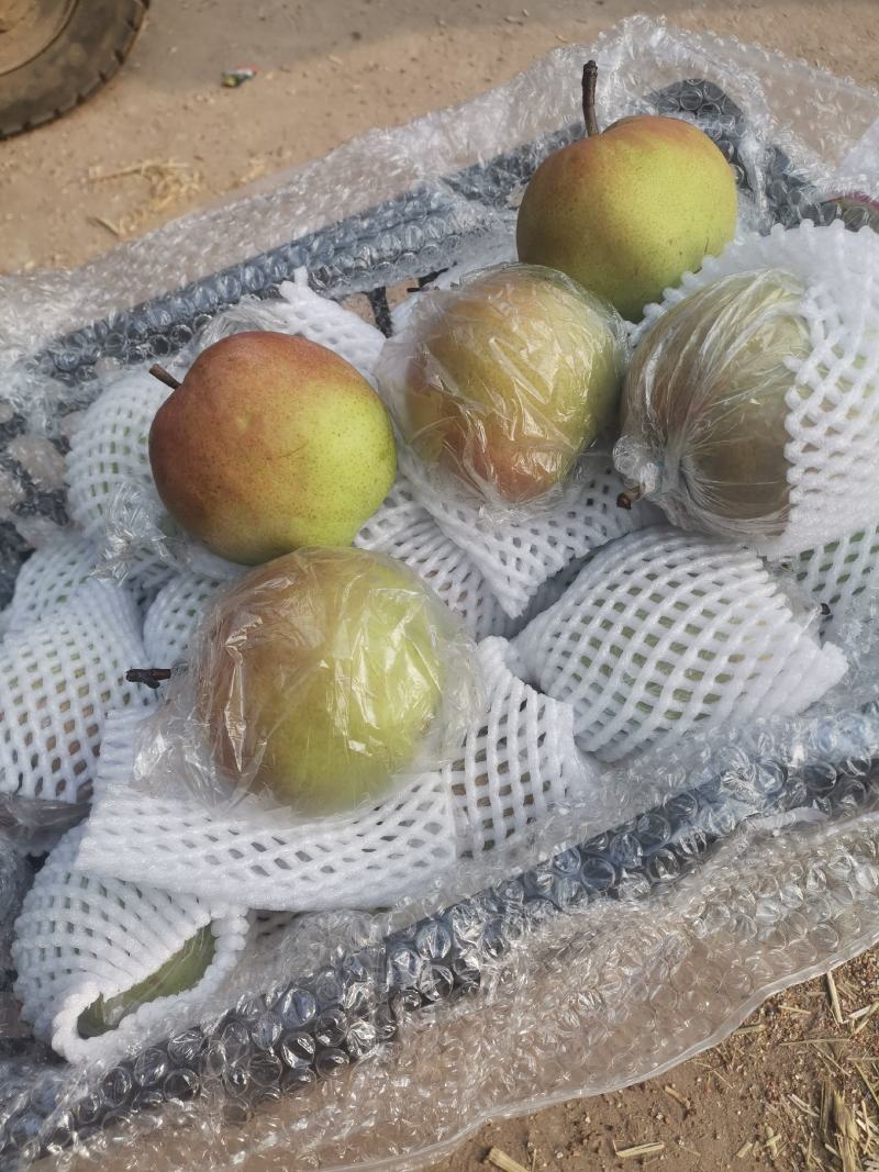 玉露香！产地发货！香梨系列！皮薄肉细，产地直供