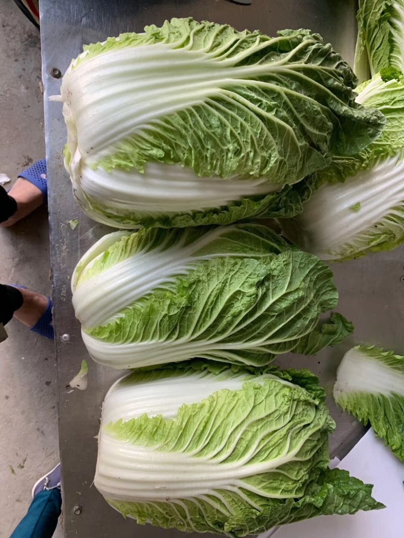 白菜，大白菜，产地直发，支持工厂加工