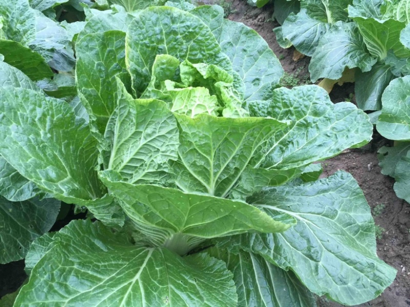 白菜，大白菜，产地直发，支持工厂加工