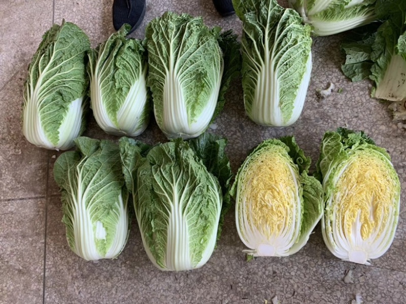 白菜，大白菜，产地直发，支持工厂加工
