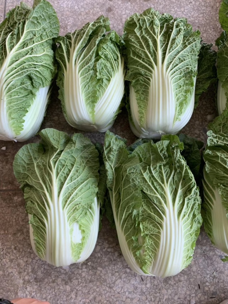 白菜，大白菜，产地直发，支持工厂加工