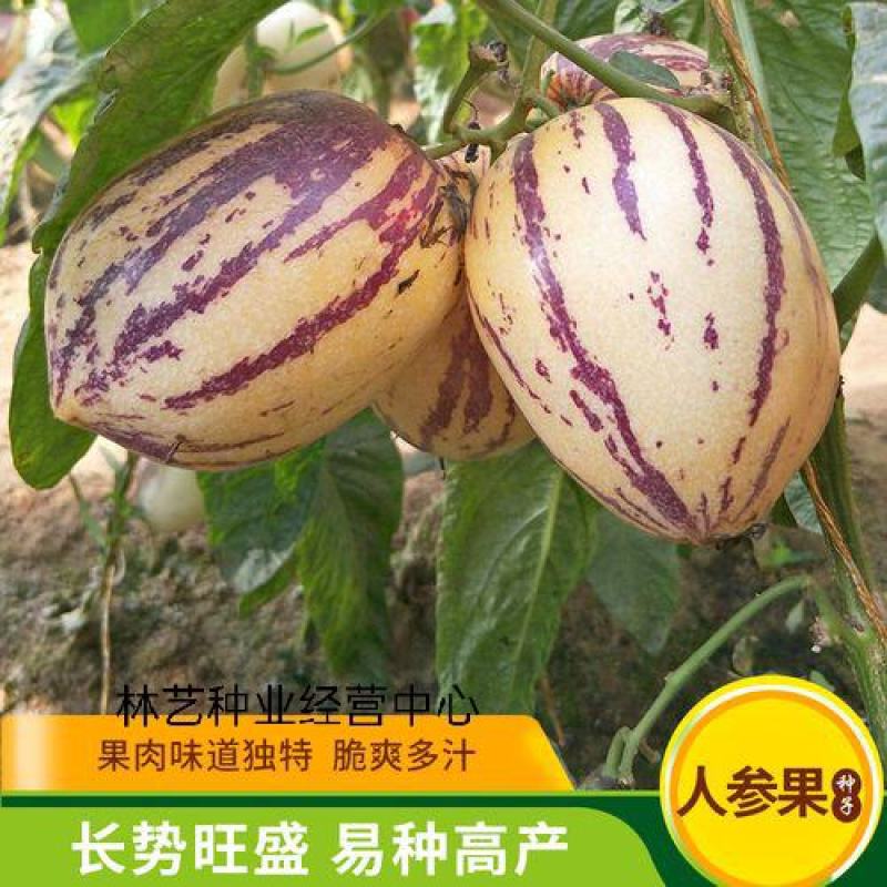 人参果种子四季菜园庭院阳台盆栽高产人参果奶香黄肉人参果