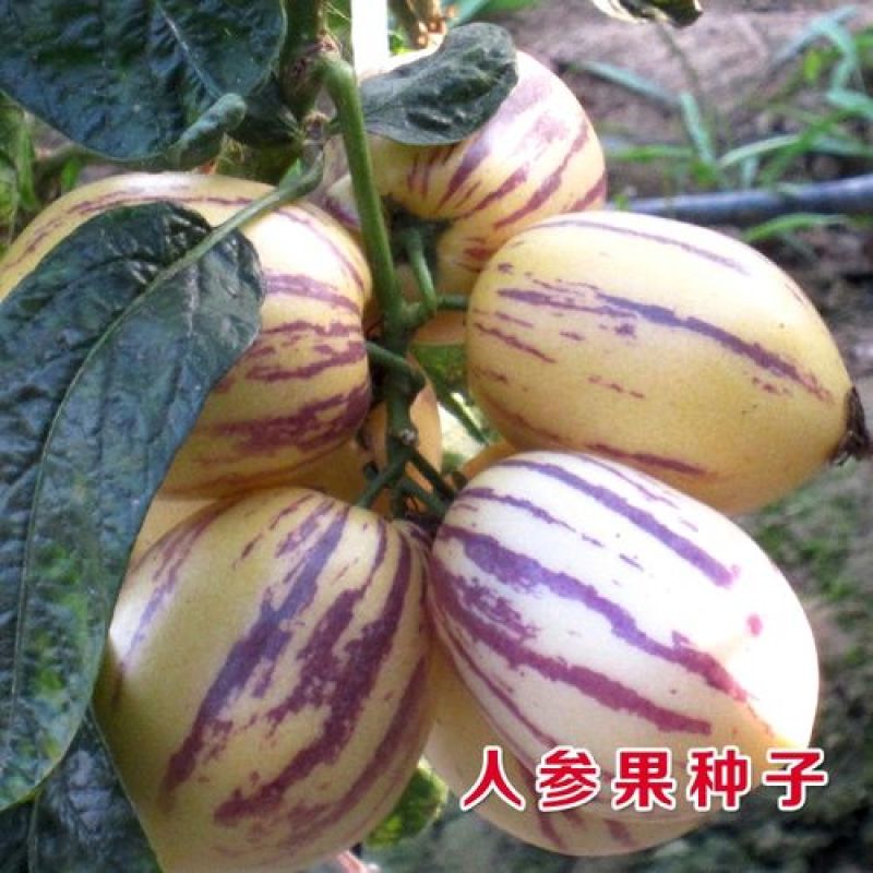 人参果种子四季菜园庭院阳台盆栽高产人参果奶香黄肉人参果