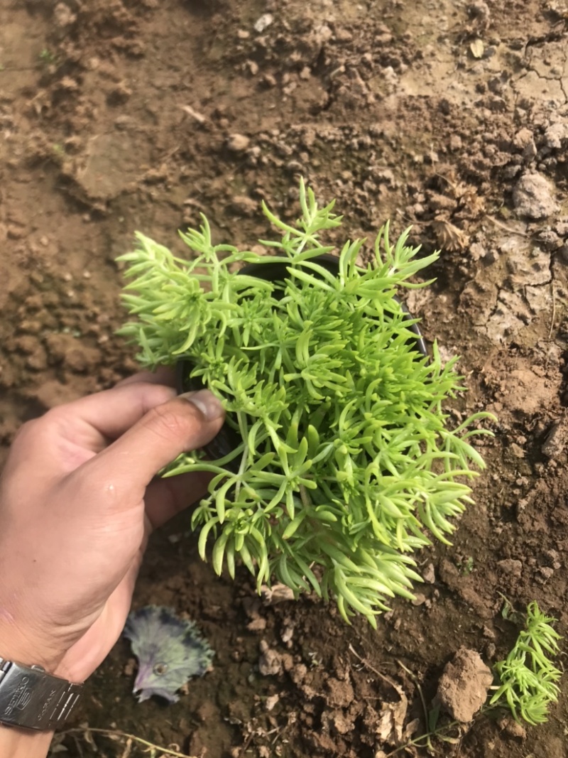 金叶佛甲草，黄金条，佛甲草，绿叶佛甲草，货源充足