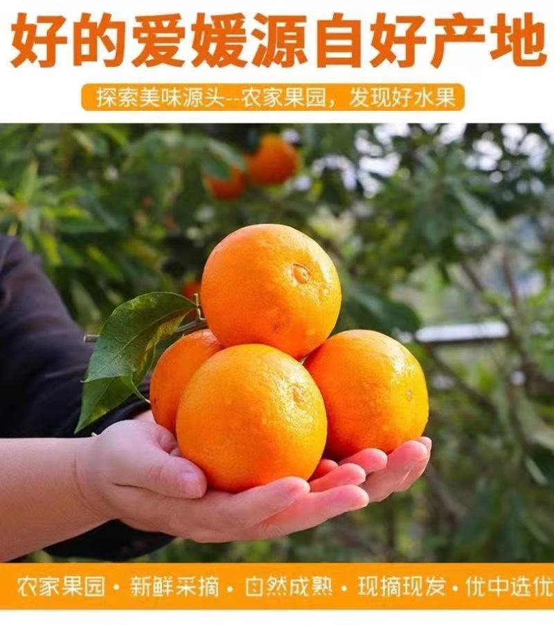 四川爱媛38号果冻橙甜蜜多汁原产地货源对接电商市场批发